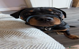 Rottweiler dogs for sale: 6 months male Rottie - Image 5