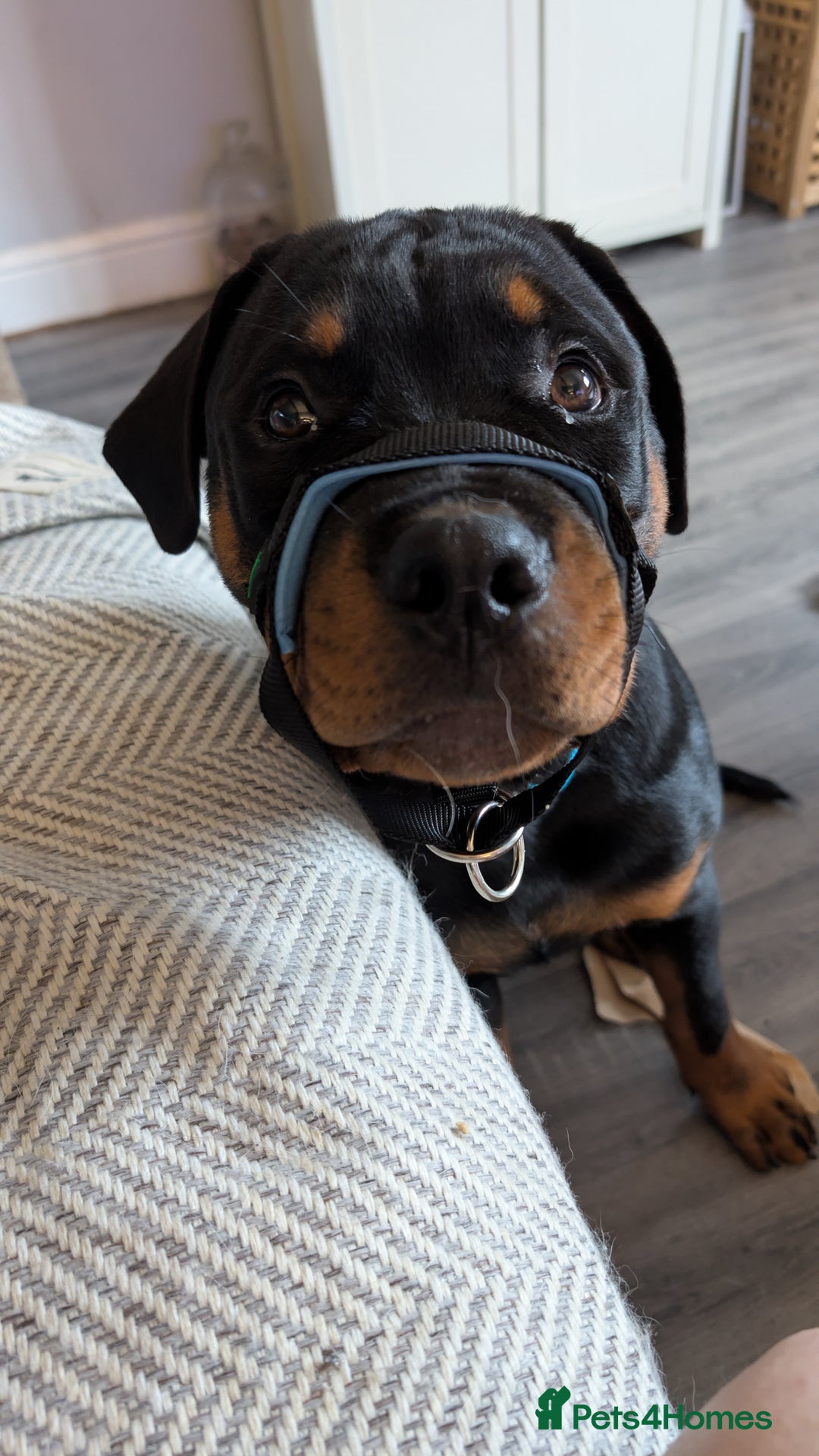 Rottweiler dogs for sale: 6 months male Rottie - Image 5