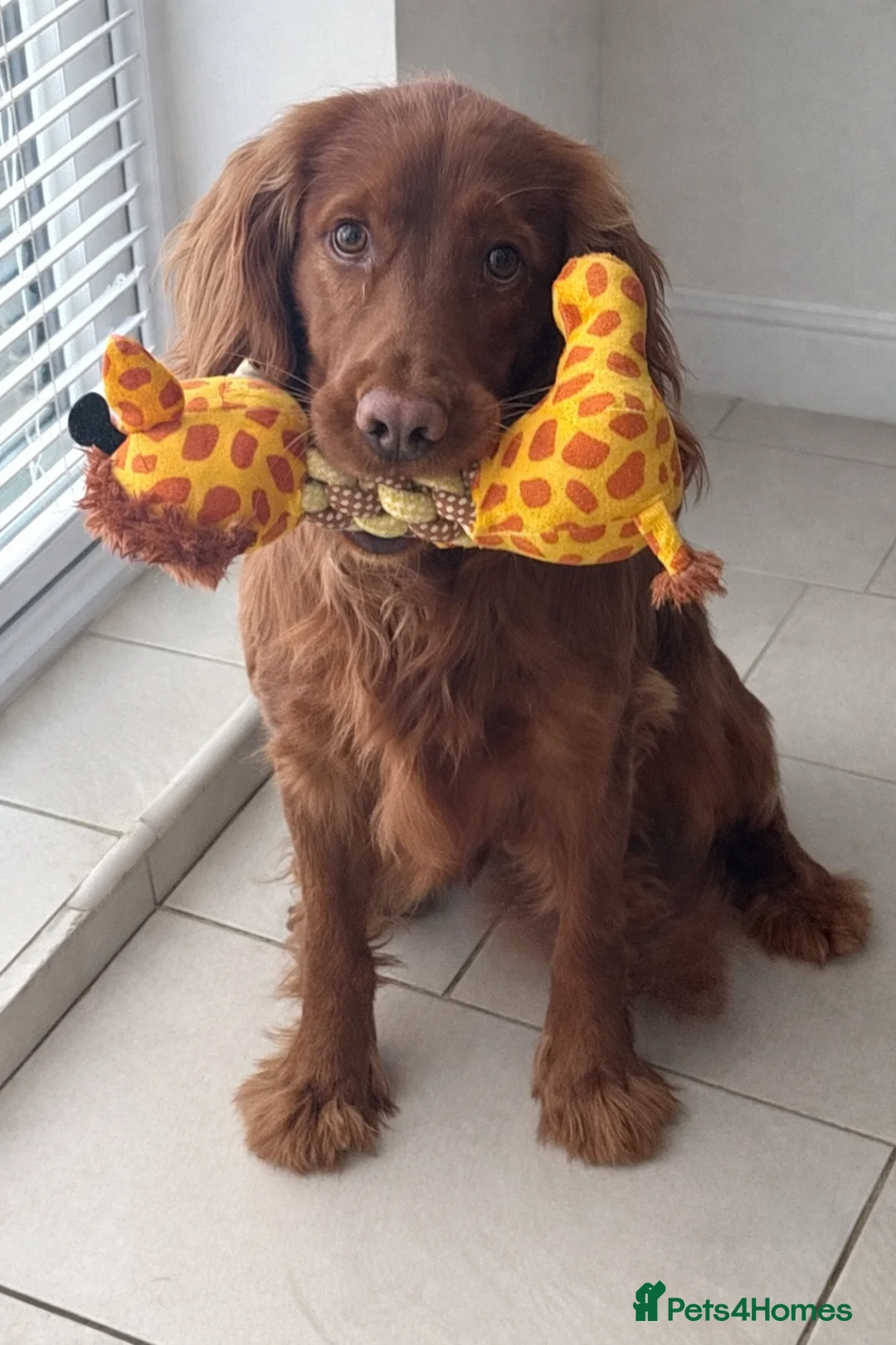 Cocker Spaniel dogs for sale: Teddy in Castleford - Advert 1