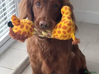 Cocker Spaniel dogs Teddy in Castleford - Advert 3