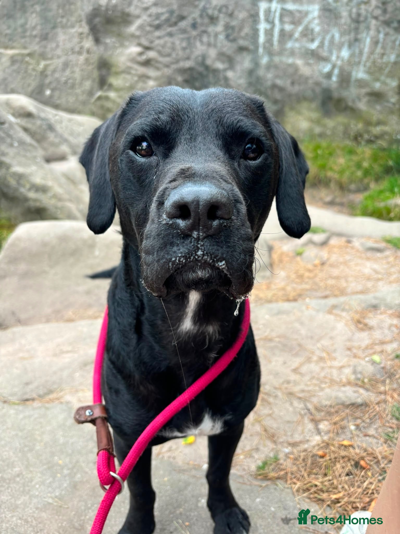 Mixed Breed dogs 💙🐶 DOUGIE - 4-year-old smaller Labrador cross - Advert 16