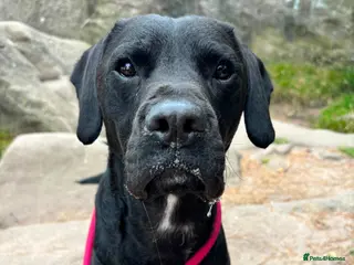 Mixed Breed dogs 💙🐶 DOUGIE - 4-year-old smaller Labrador cross - Advert 16