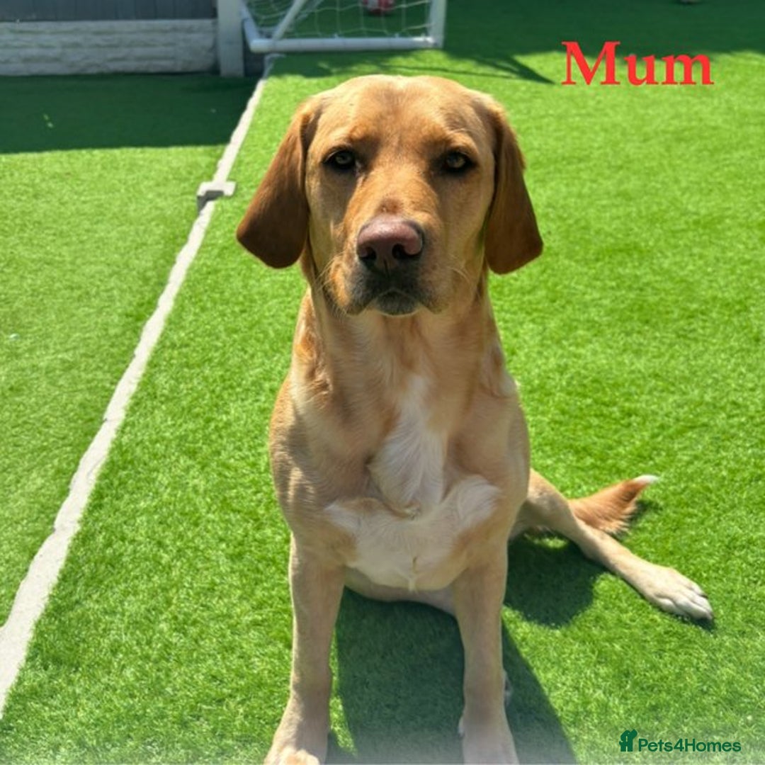 Labrador Retriever dogs for sale: Labrador Puppies. Yellow and Red colourings. - Image 4