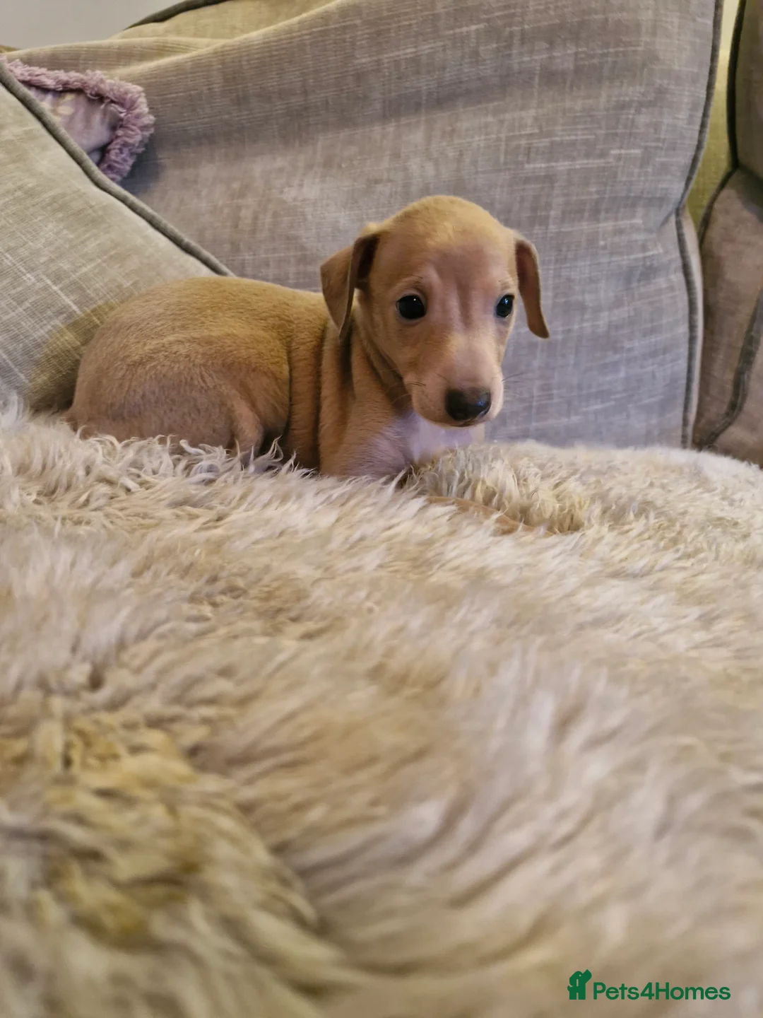 Italian Greyhound dogs for sale: Italian greyhound puppies KC REGISTERED  - Advert 1