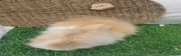 Lionhead rabbits for sale: Double Mane Lionheads - Advert 6