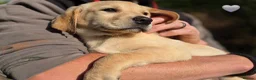 Labrador Retriever dogs for sale: Labrador retrievers  in Chesterfield - Advert 5