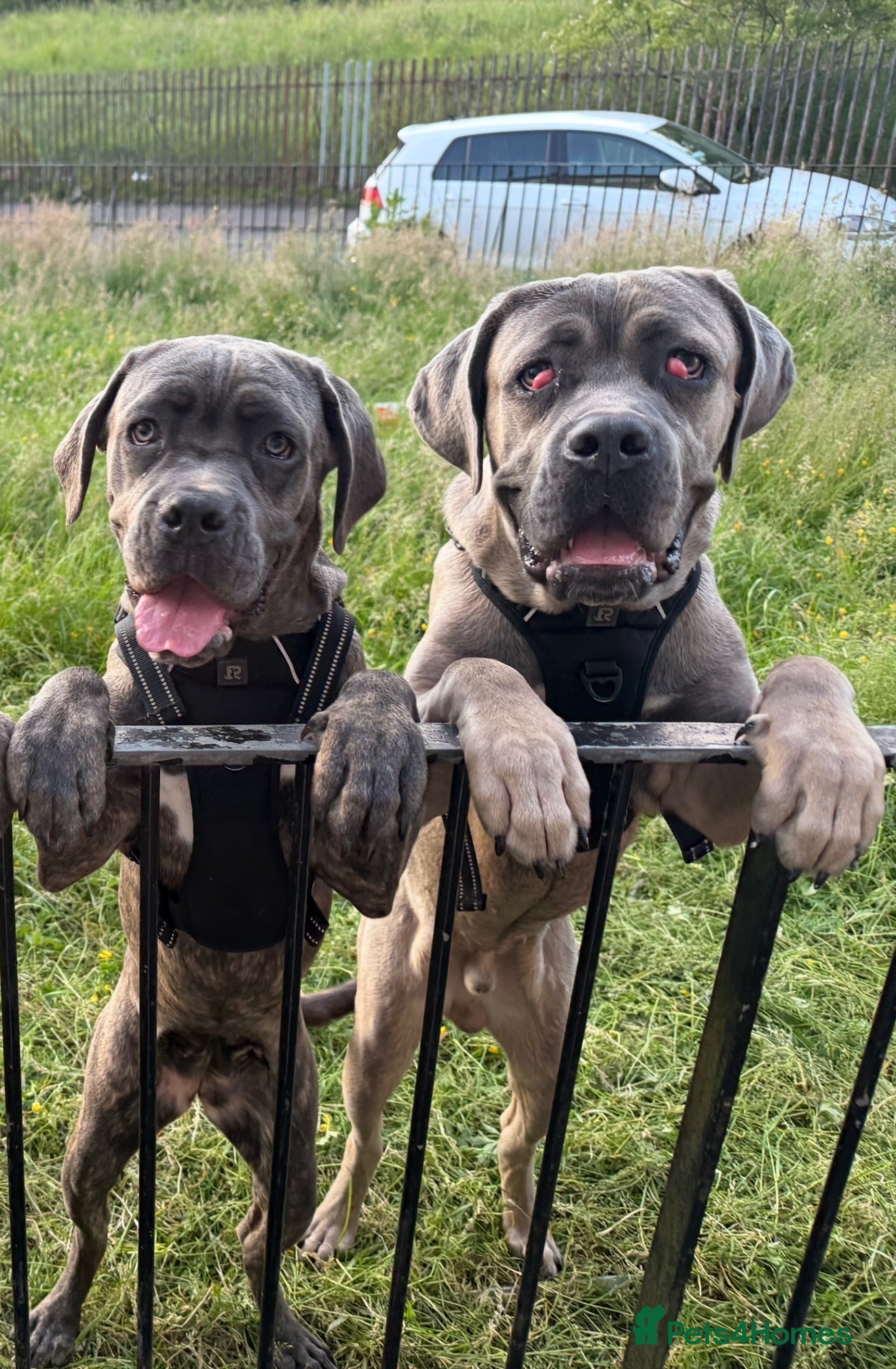 Cane Corso dogs 2 Cane Corsos for sale - Advert 2