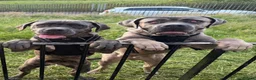 Cane Corso dogs for sale: 2 Cane Corsos (rehomed to same home) - Advert 1