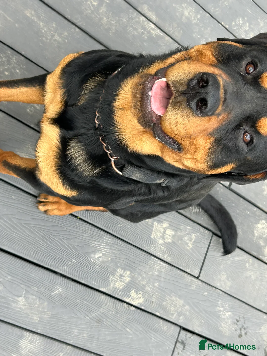 Rottweiler dogs for sale: Big strong Boy - Advert 2