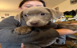 Labrador Retriever dogs for sale: Kc registered silver labs, health tested parents - Image 9