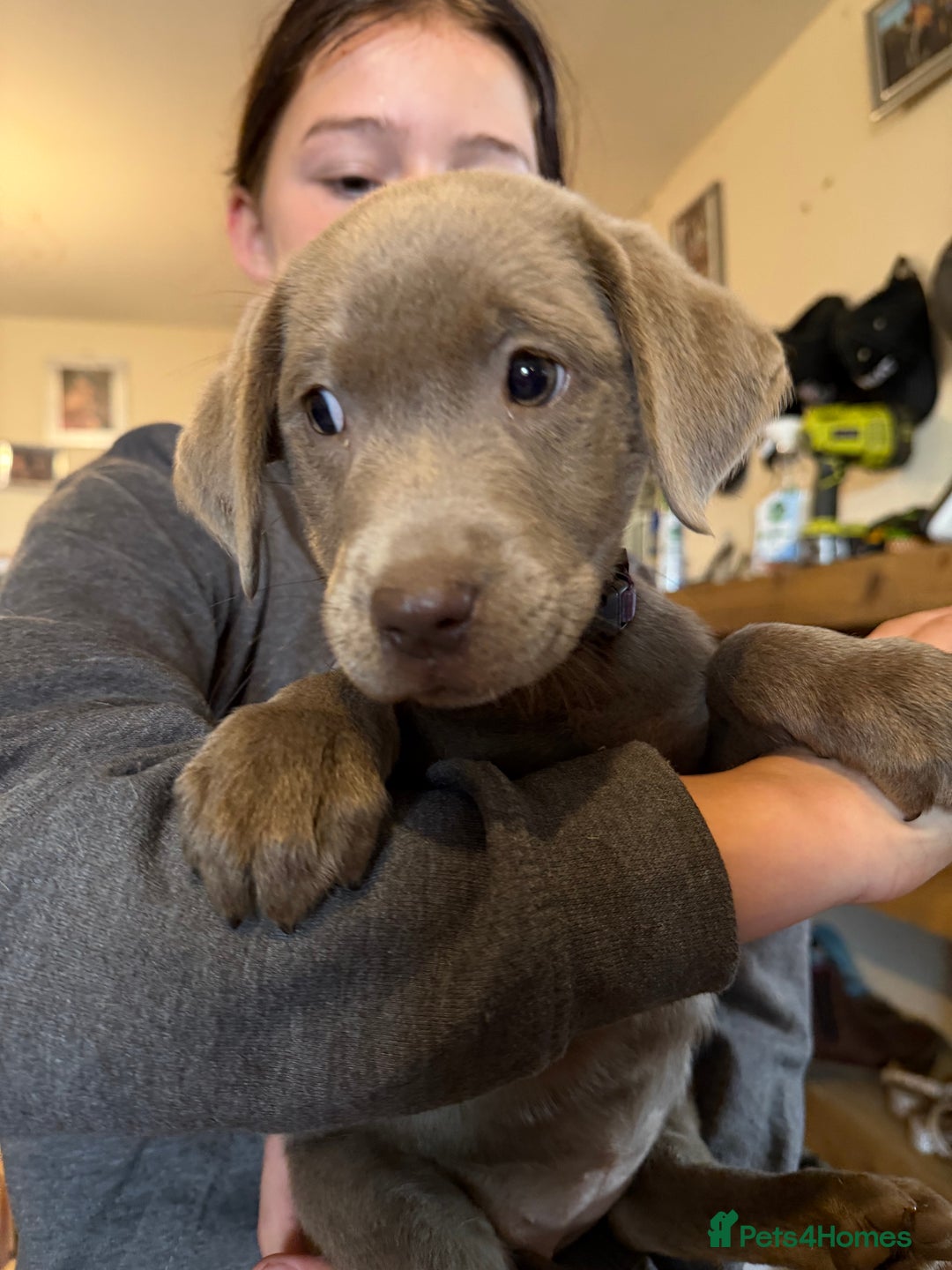 Labrador Retriever dogs for sale: Kc registered silver labs, health tested parents - Image 9