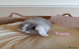 Mini Lop rabbits for sale: Fantastic mini lop babies forsale  - Image 9