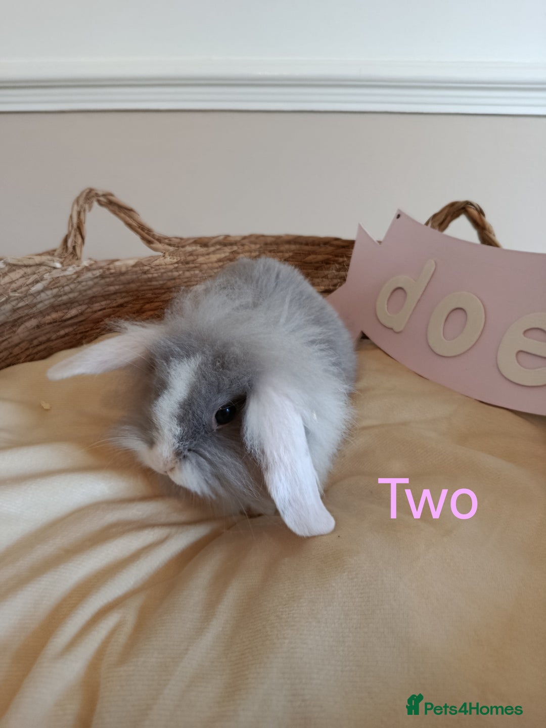 Mini Lop rabbits for sale: Fantastic mini lop babies forsale  - Image 9