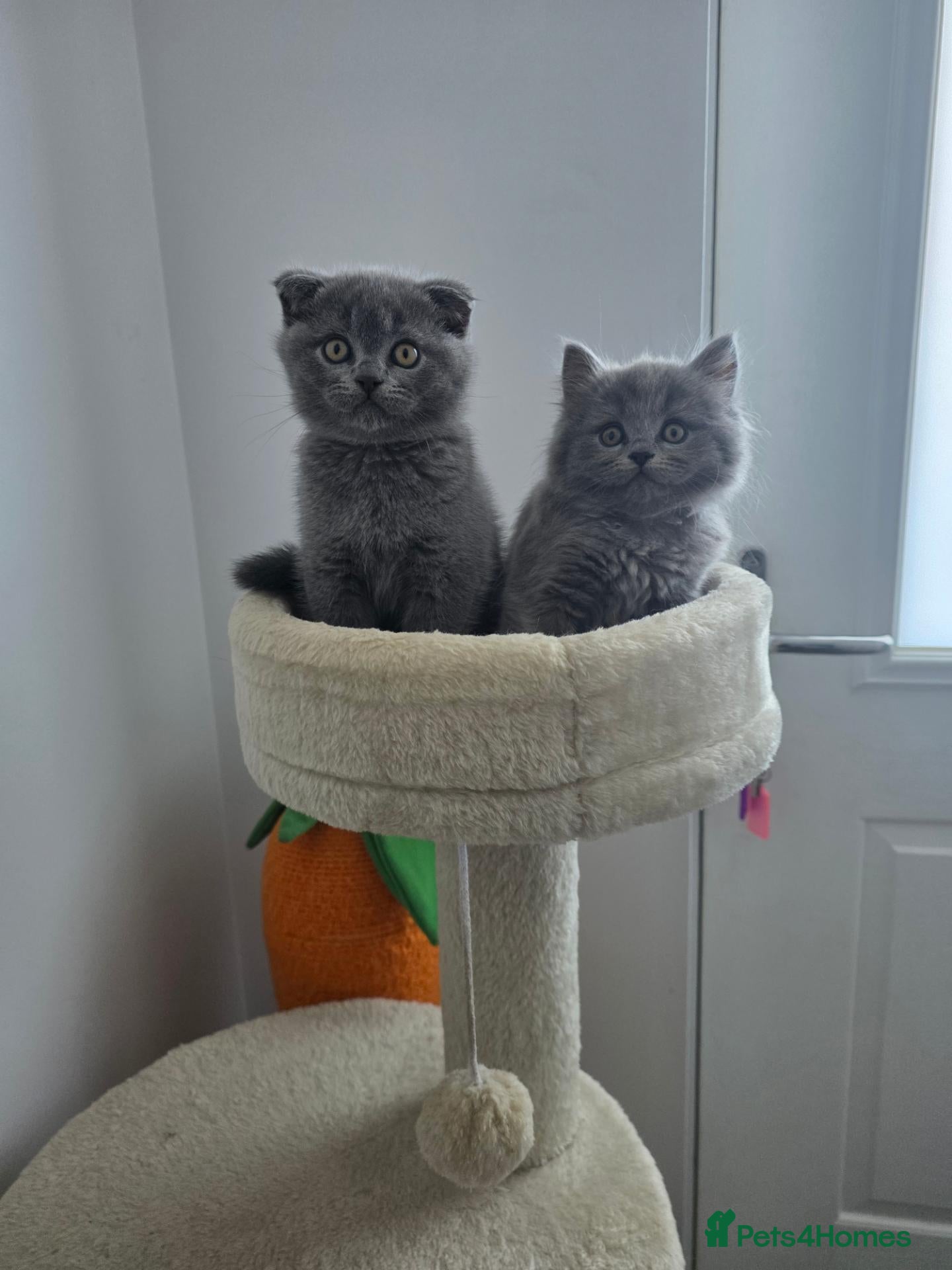 British Shorthair cats Adorable kittens  - Advert 5