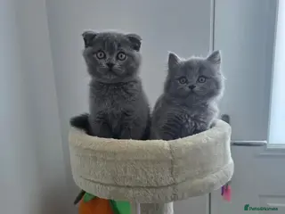 British Shorthair cats Adorable kittens - Advert 6