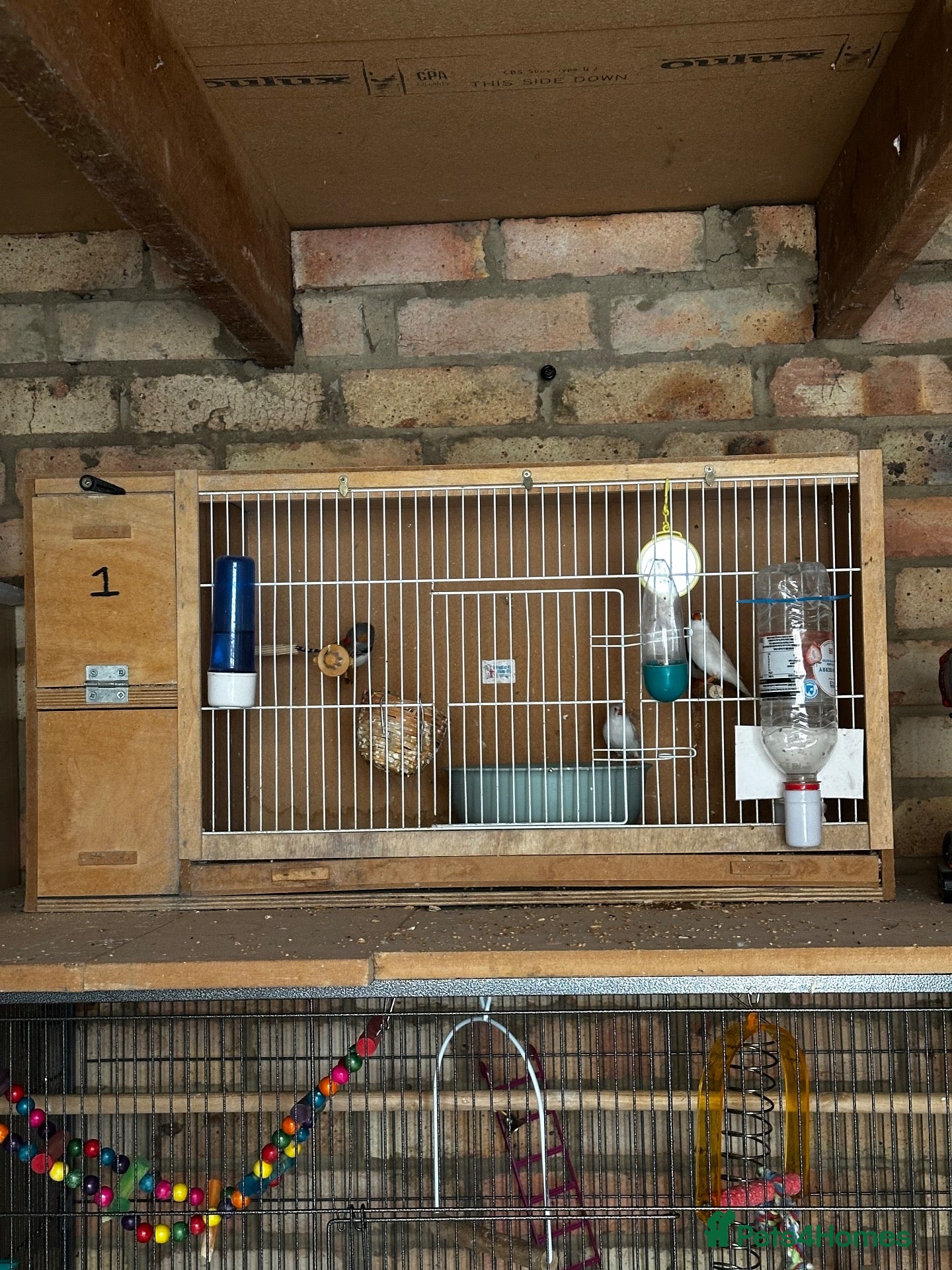 Finches birds 6 beautiful finches two proven pairs ,two female - Advert 13