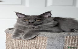 Maine Coon cats for sale: Maine coon kitten. Tica registered - Image 8