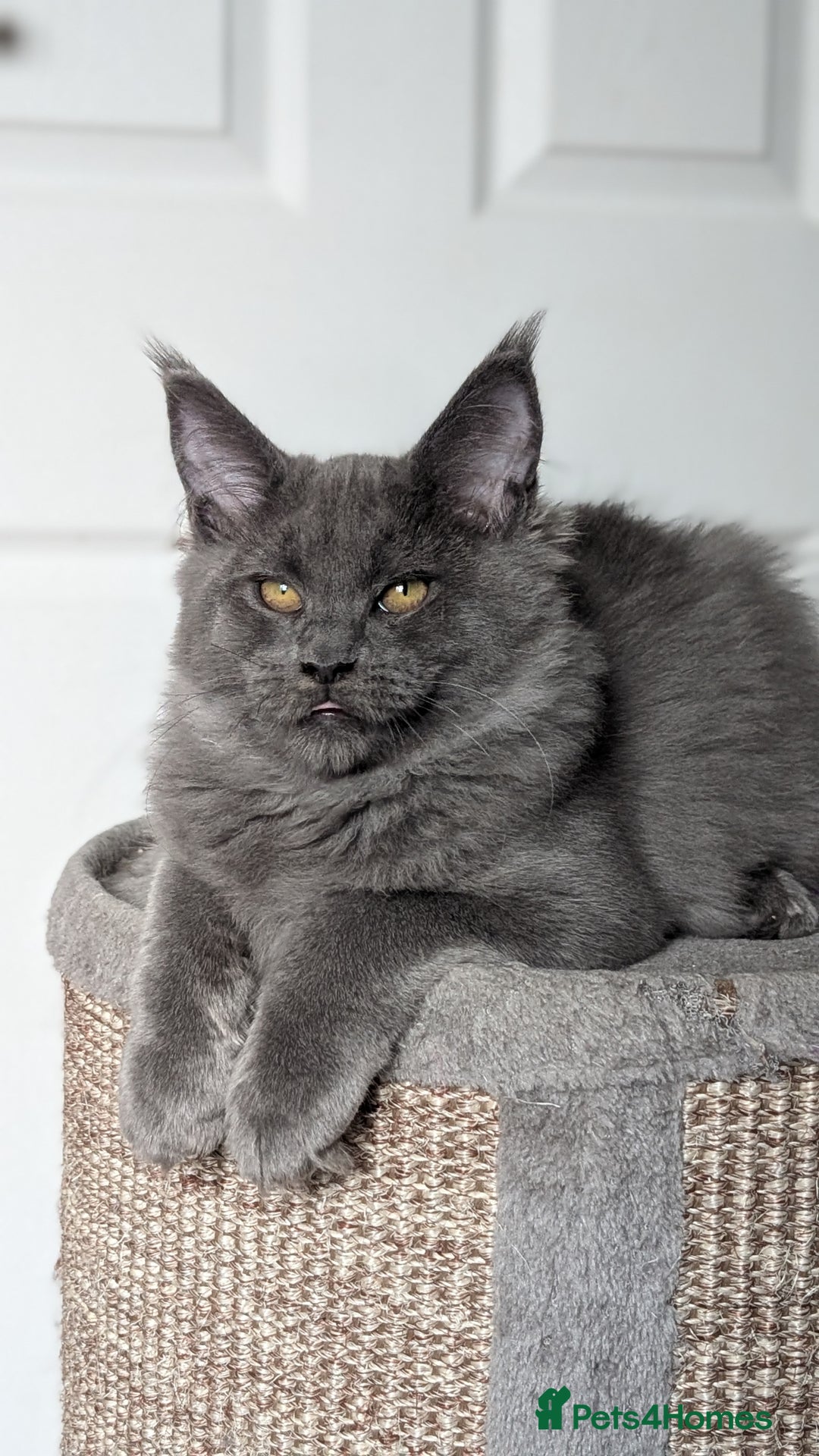 Maine Coon cats for sale: Maine coon kitten. Tica registered - Image 8