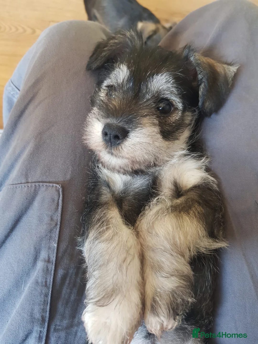 Miniature Schnauzer dogs for stud: KC Reg Choc/White Min Schnauzer MAC +BVA Clear in Coventry - Advert 38
