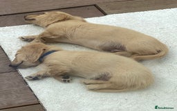 Miniature Dachshund dogs for sale: English Cream Mini Long Haired Dachshund  - Image 16