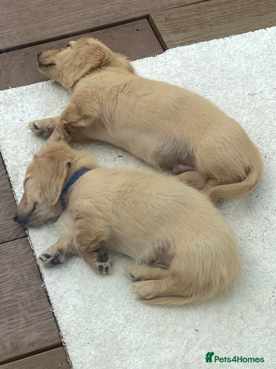 Miniature Dachshund dogs for sale: English Cream Mini Long Haired Dachshund  - Image 16