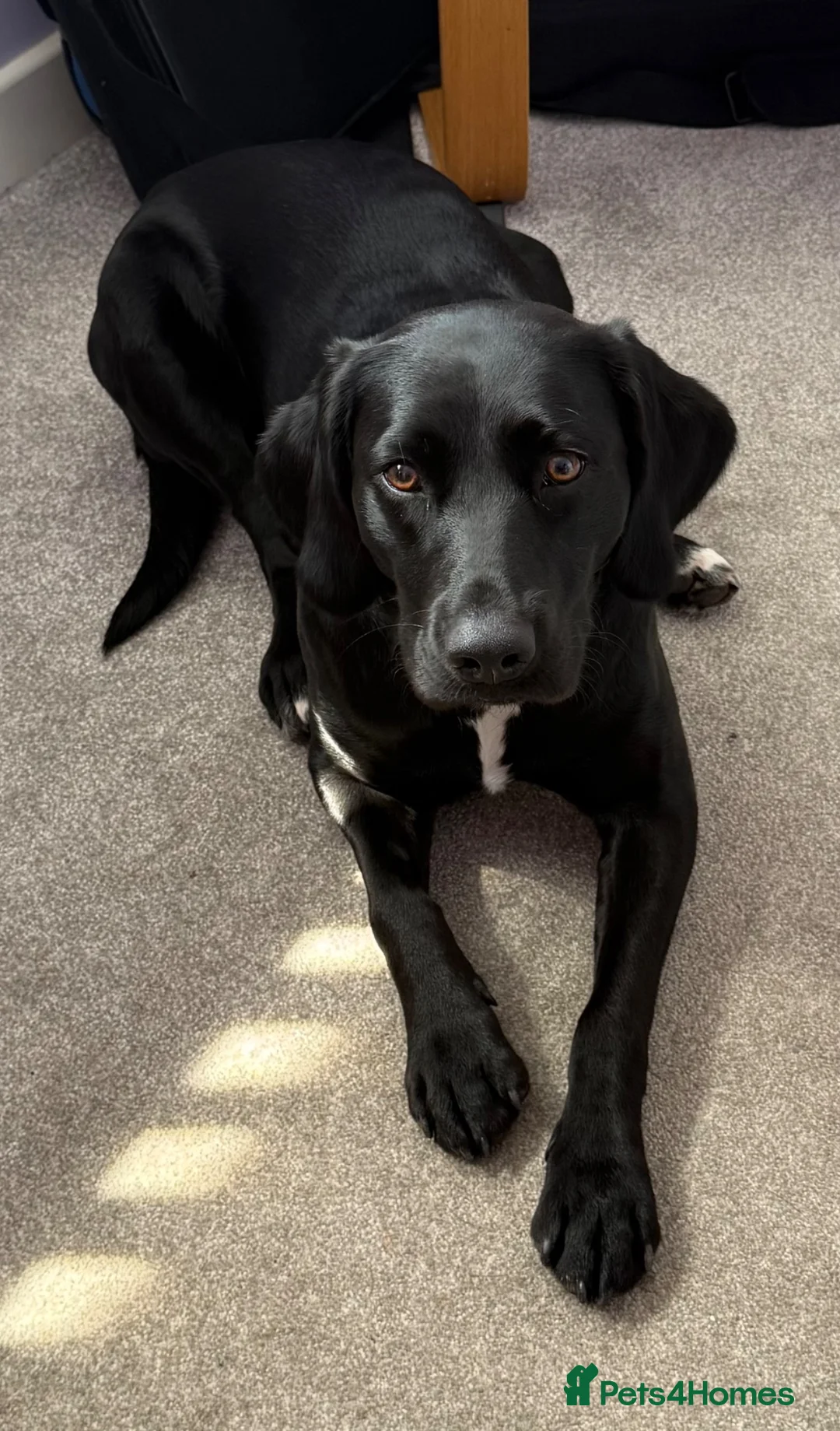 Springador dogs for sale: 18month female Springador  - Advert 1