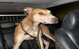 Lurcher dogs for sale: Bull cross puppies  - Image 11