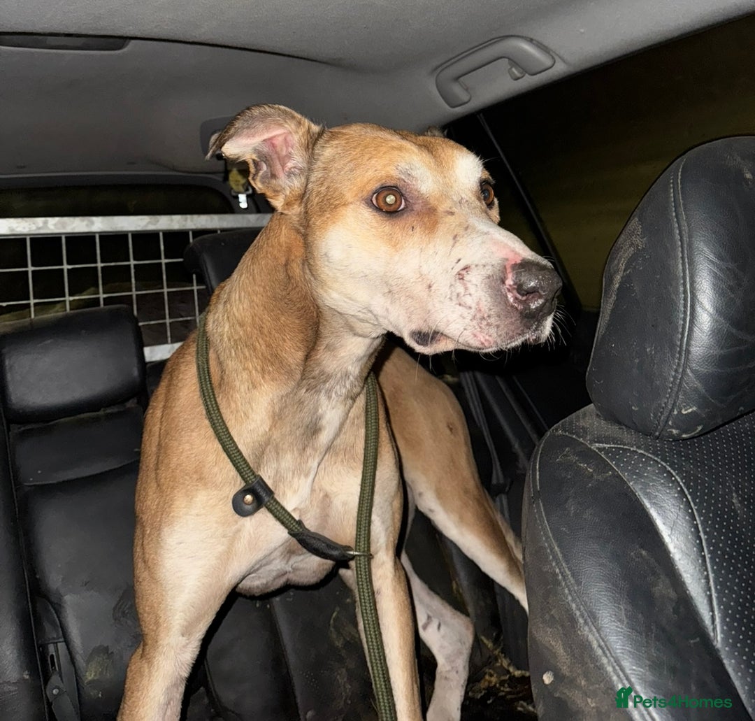 Lurcher dogs for sale: Bull cross puppies  - Image 11