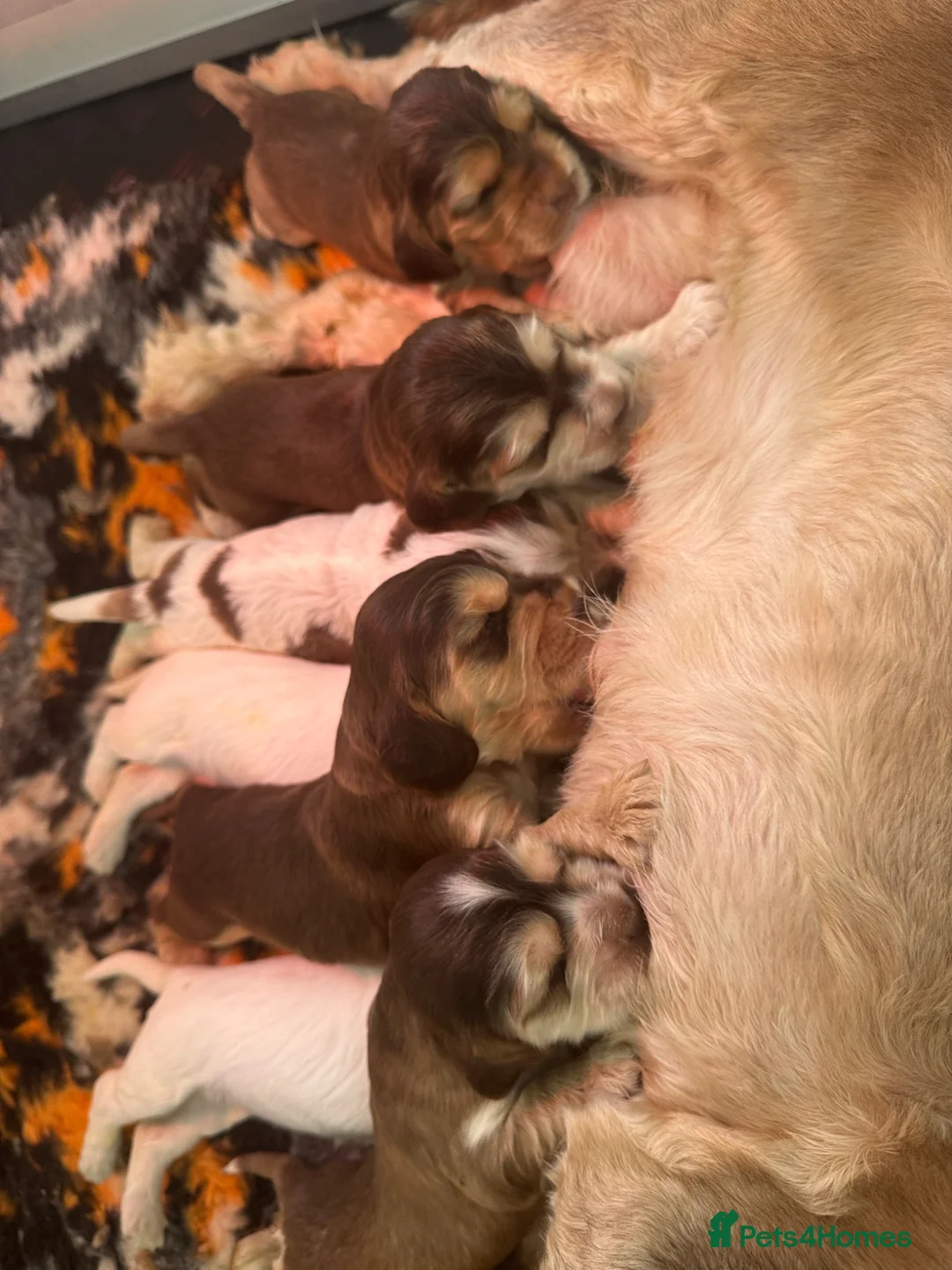 Cocker Spaniel dogs for sale: KC Reg Sable Show Cocker Puppies - Advert 2