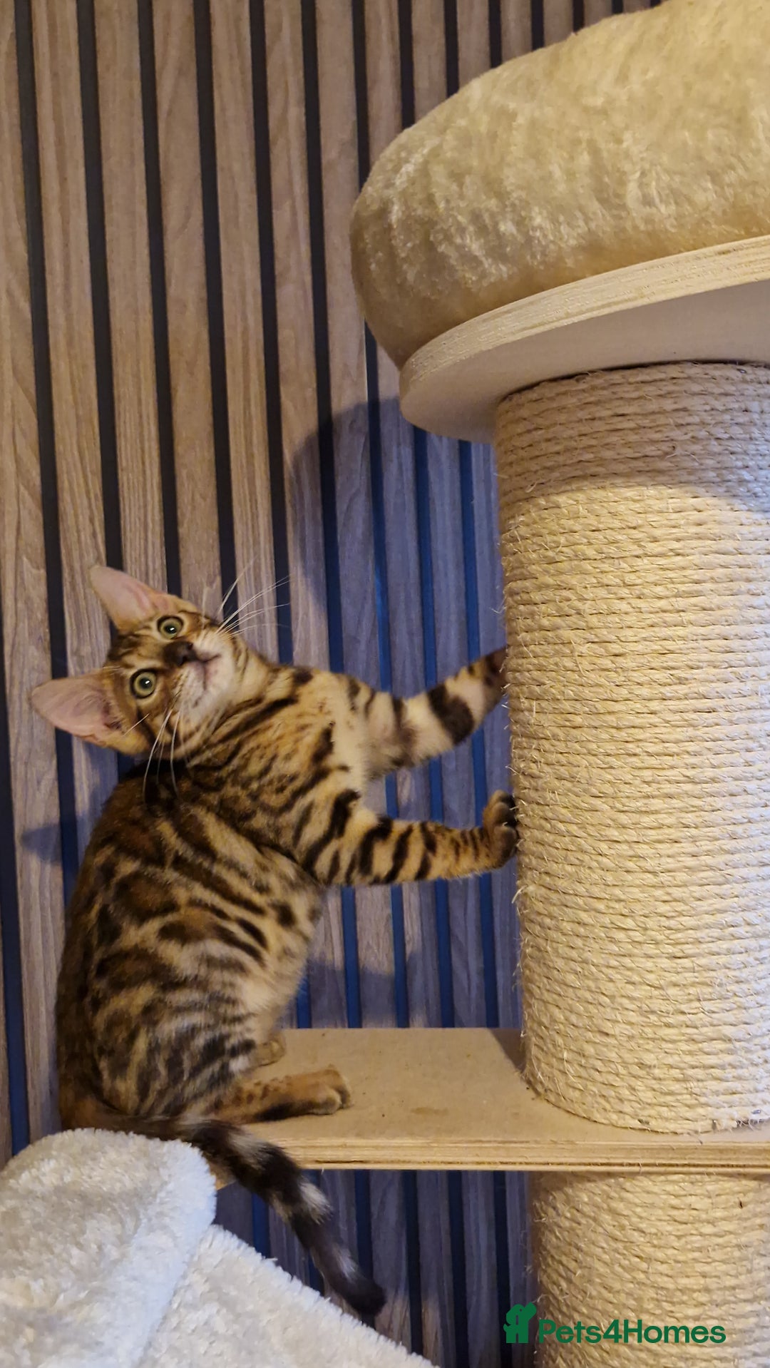 Bengal cats for sale: Beautiful kitten❤️Ready to go 😍  - Advert 11