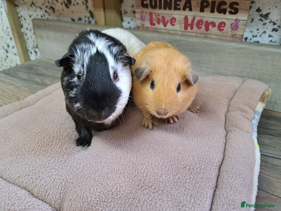 Guinea Pig rodents for sale: Two bonded male guinea pigs - Leeds LS27  - Advert 2