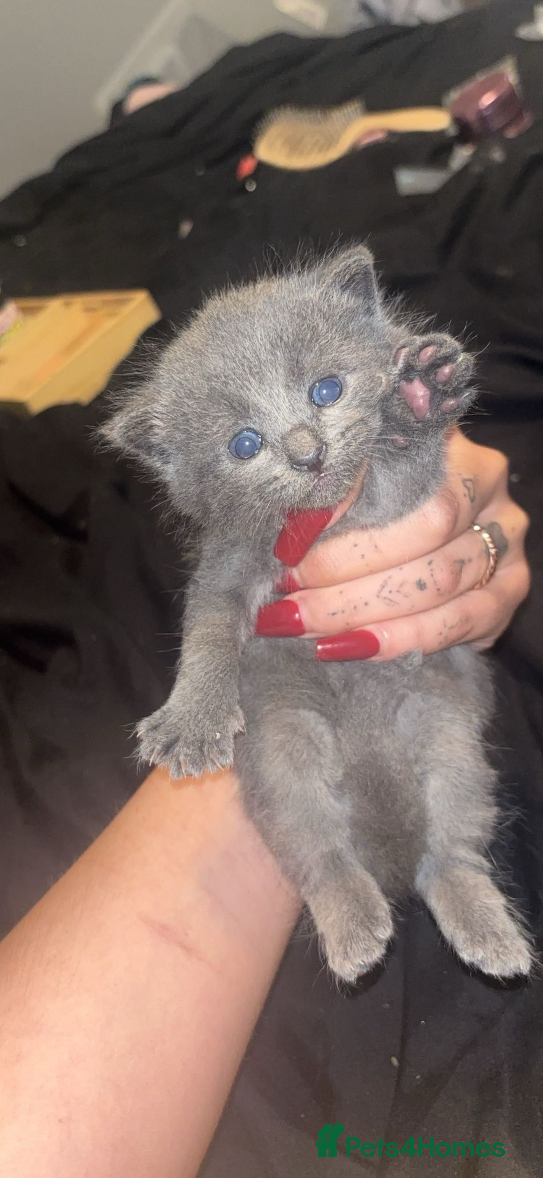 British Shorthair cats for sale: Cross British shorthair MALE ONLY ready!!!❌❌❌❌ - Image 8