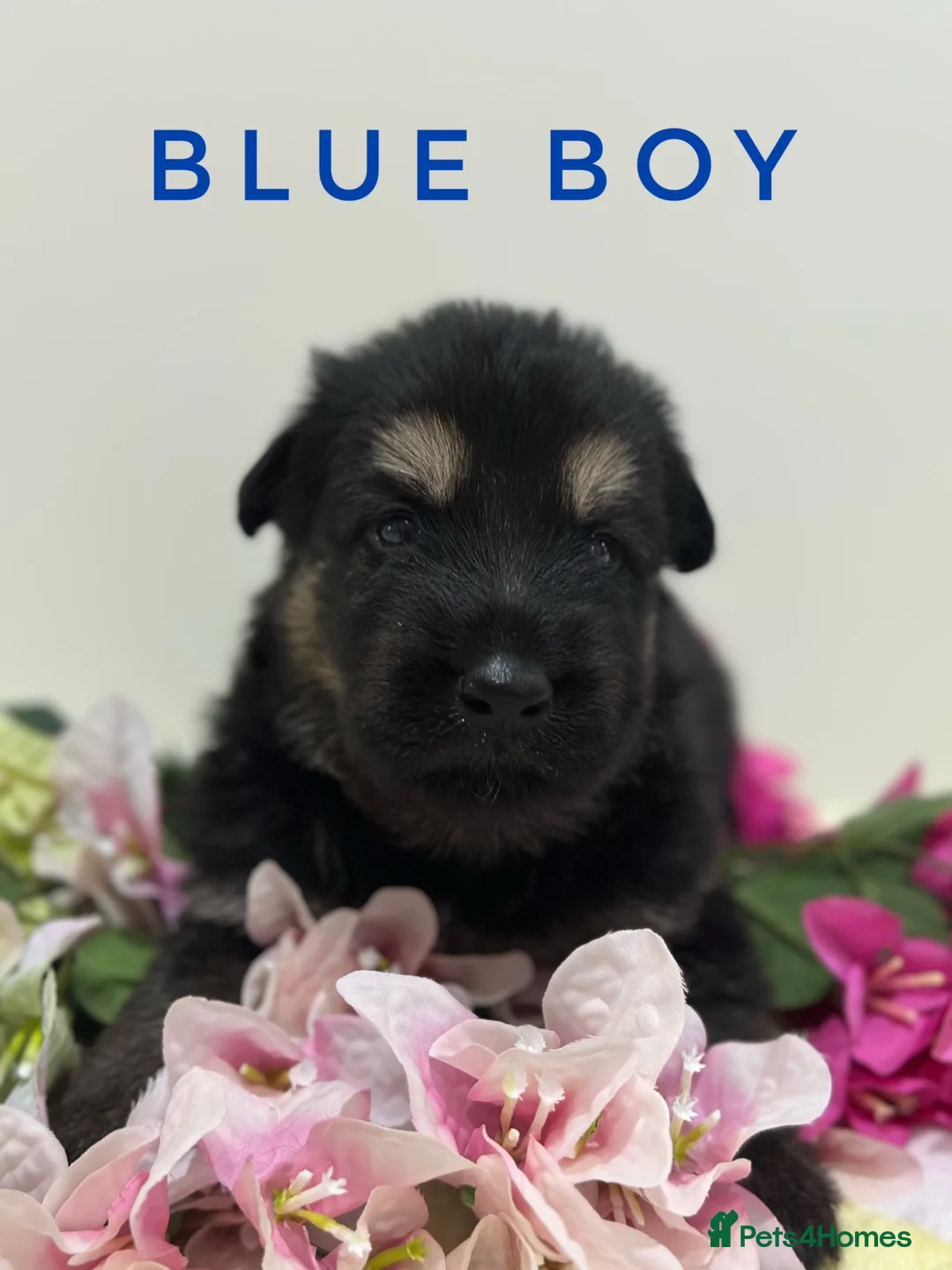 German Shepherd dogs for sale: Fully Health Tested, KC registered GSD puppies due - Advert 2