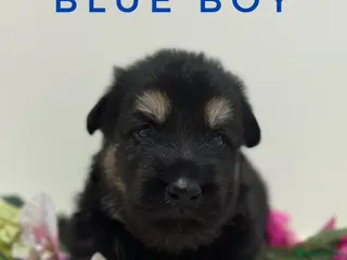 German Shepherd dogs Fully Health Tested, KC registered GSD puppies due - Advert 4