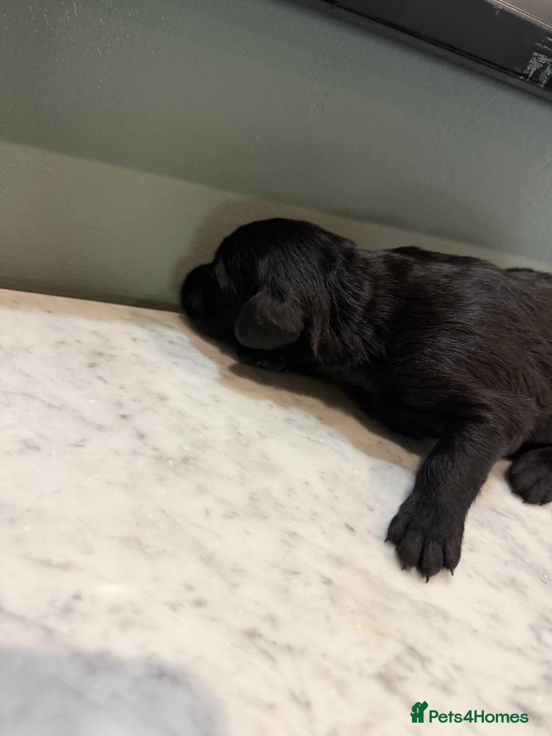 Labradoodle dogs for sale: Labradoodle puppies for sale - Advert 6