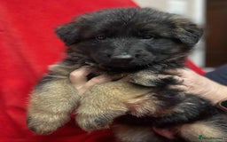 German Shepherd dogs for sale: Stunning longcoat German Shepherd puppies - Image 8