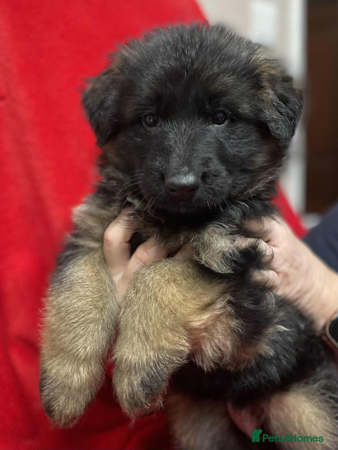 German Shepherd dogs for sale: Stunning longcoat German Shepherd puppies - Image 8