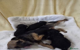 Mixed Breed dogs for sale: Borderpoo Puppies  - Image 3
