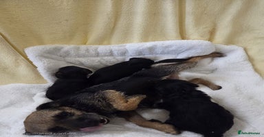 Mixed Breed dogs - Advert 7