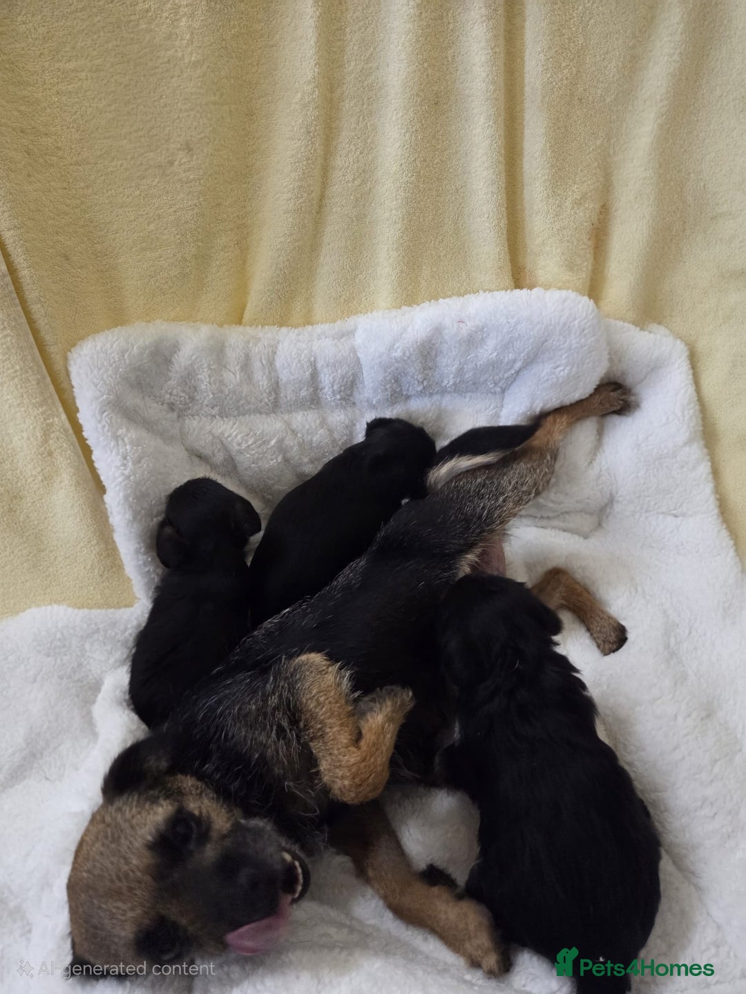 Mixed Breed dogs for sale: Borderpoo Puppies  - Image 3