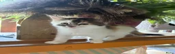 Mixed Breed cats for sale: Healthy , Energetic, Absolutely stunning 8  - Advert 27