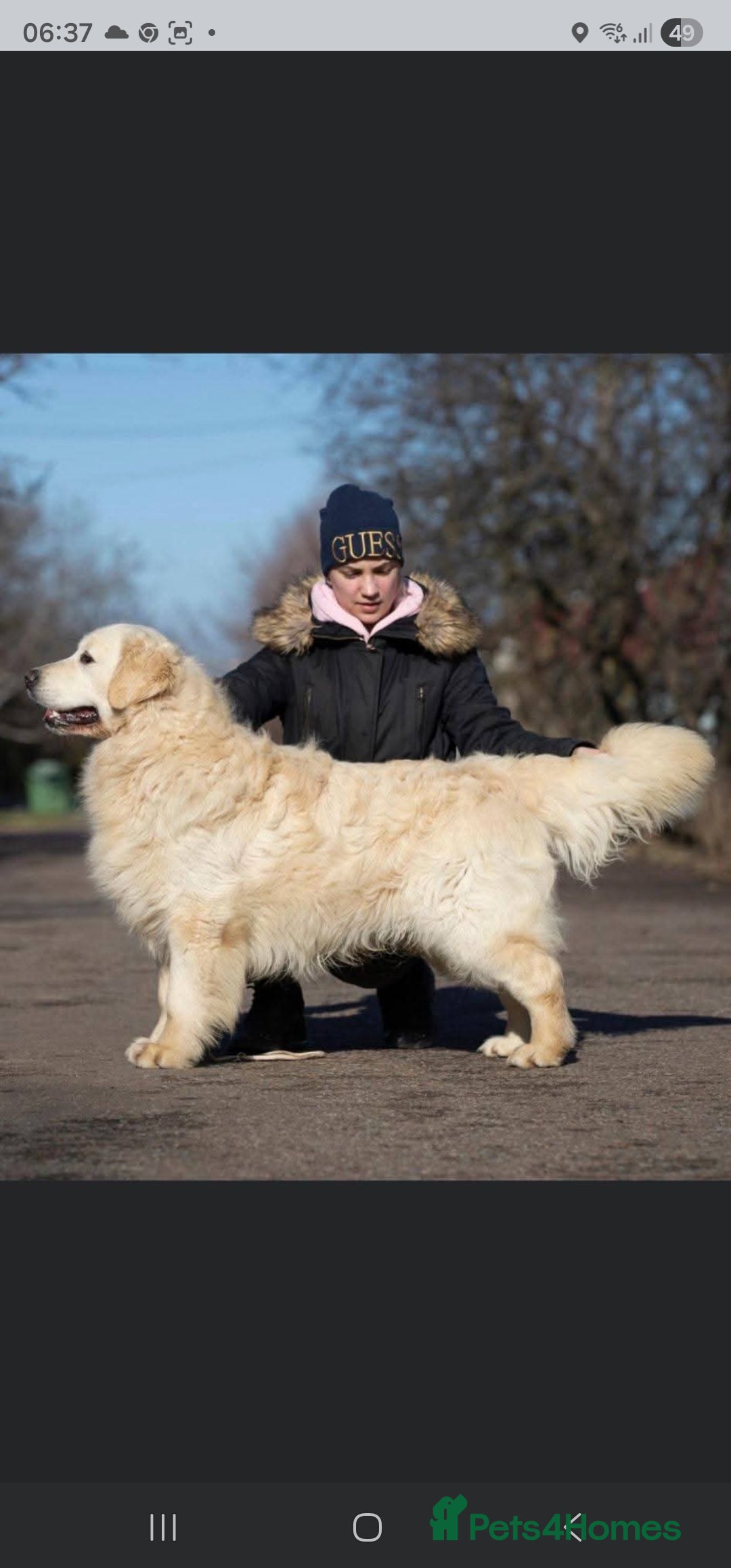 Golden Retriever dogs for sale: 5* Golden retriver puppies - Advert 16