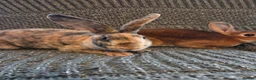 Rex rabbits for sale: Breeding pair of Unrelated mini rex - Advert 6