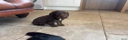 Cocker Spaniel dogs for sale: Working Cocker Spaniel Puppies  - Advert 20