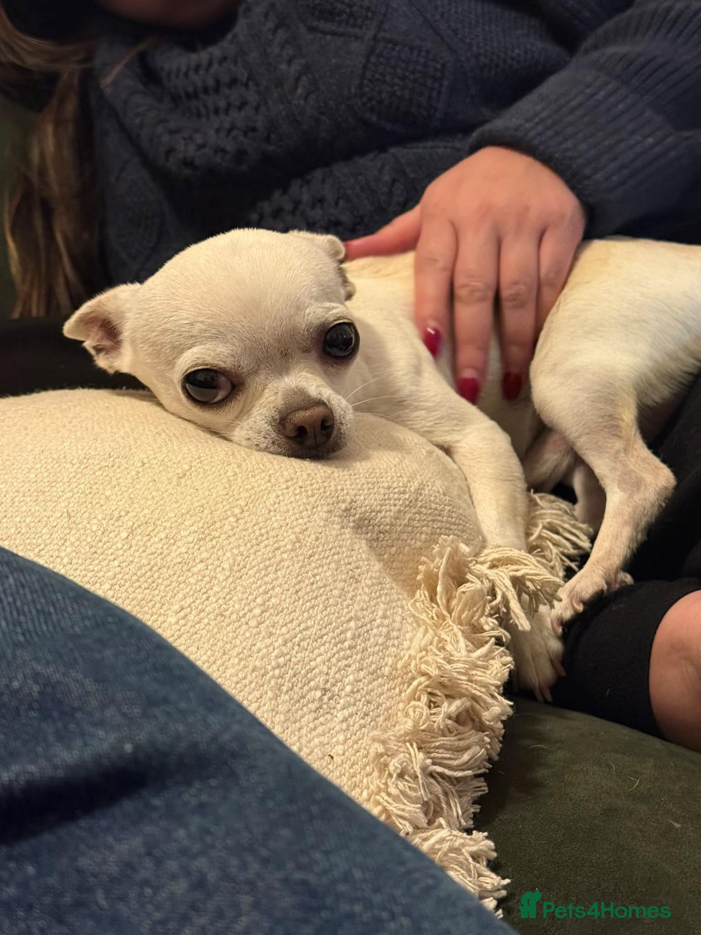 Chihuahua dogs for sale: Benny the Chihuahua! - Advert 5