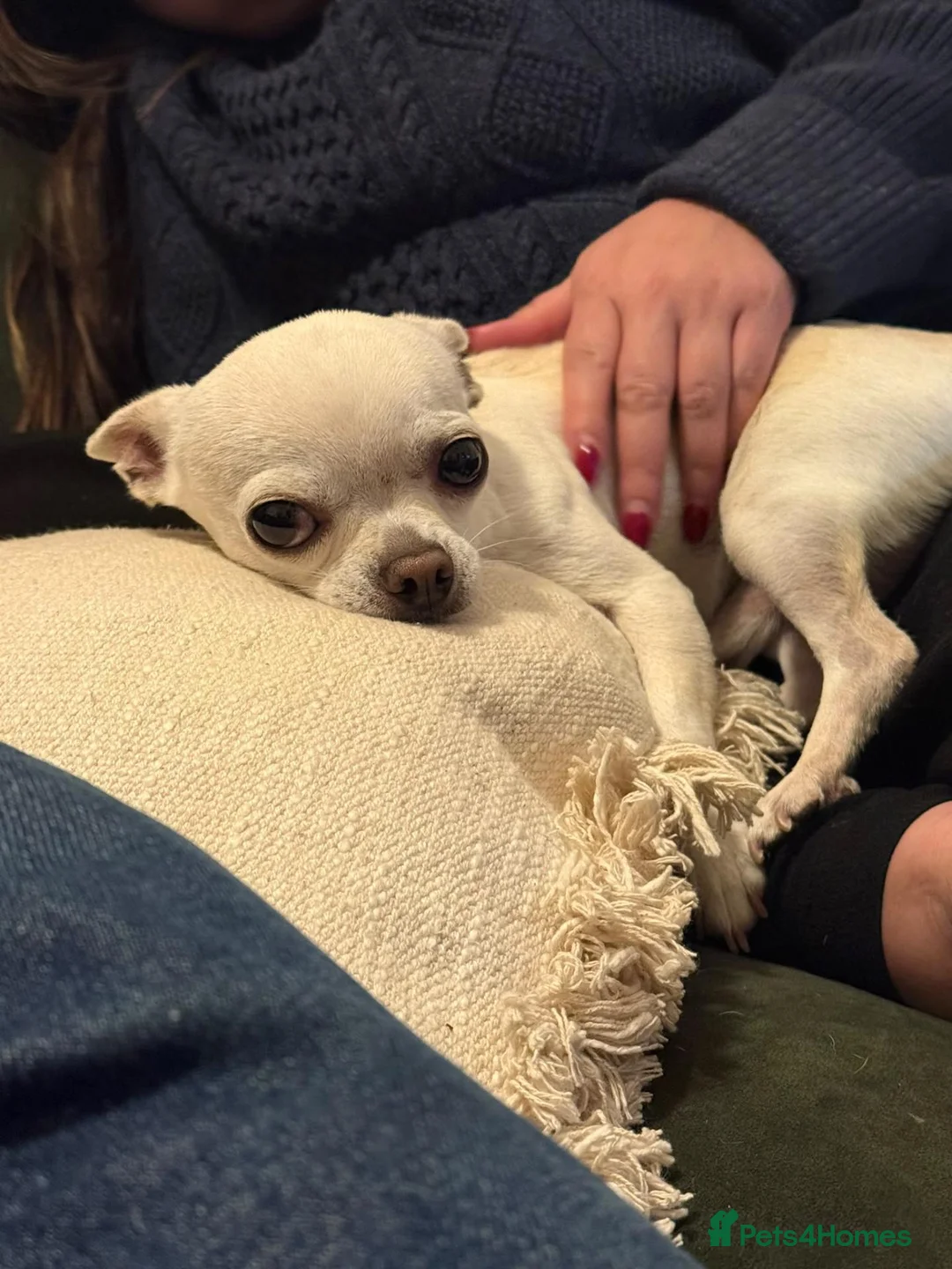 Chihuahua dogs for sale: Benny the Chihuahua! - Advert 1