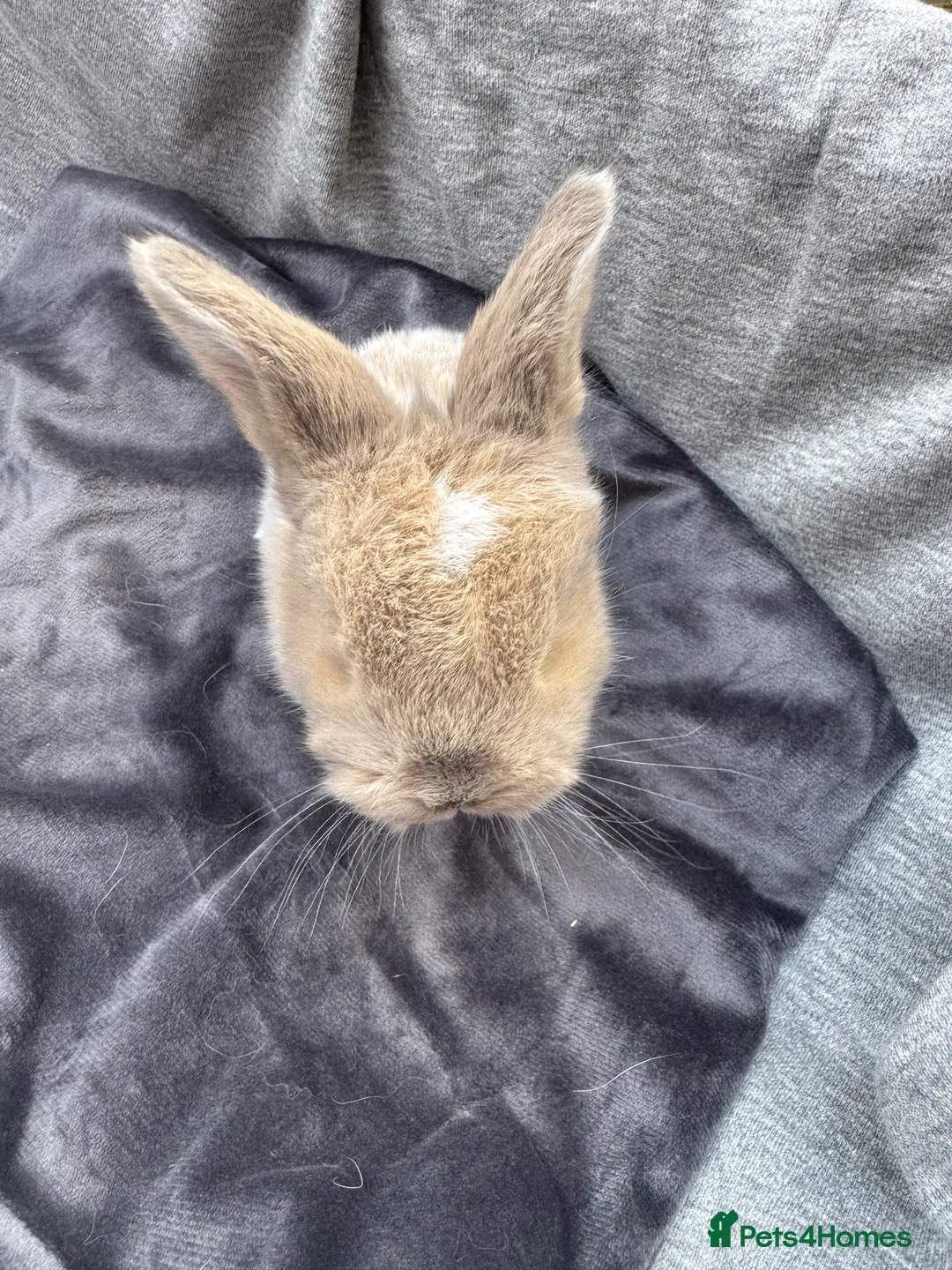 Mini Lop rabbits for sale:  Baby mini lops - Advert 22