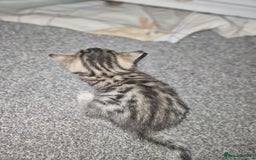 Bengal cats for sale: Pure pedigree bengals avaliable  - Image 18