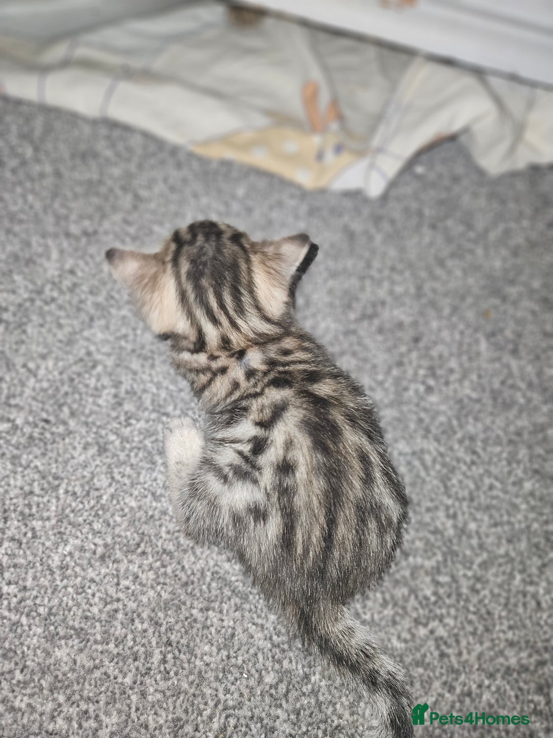 Bengal cats for sale: Pure pedigree bengals avaliable  - Image 18