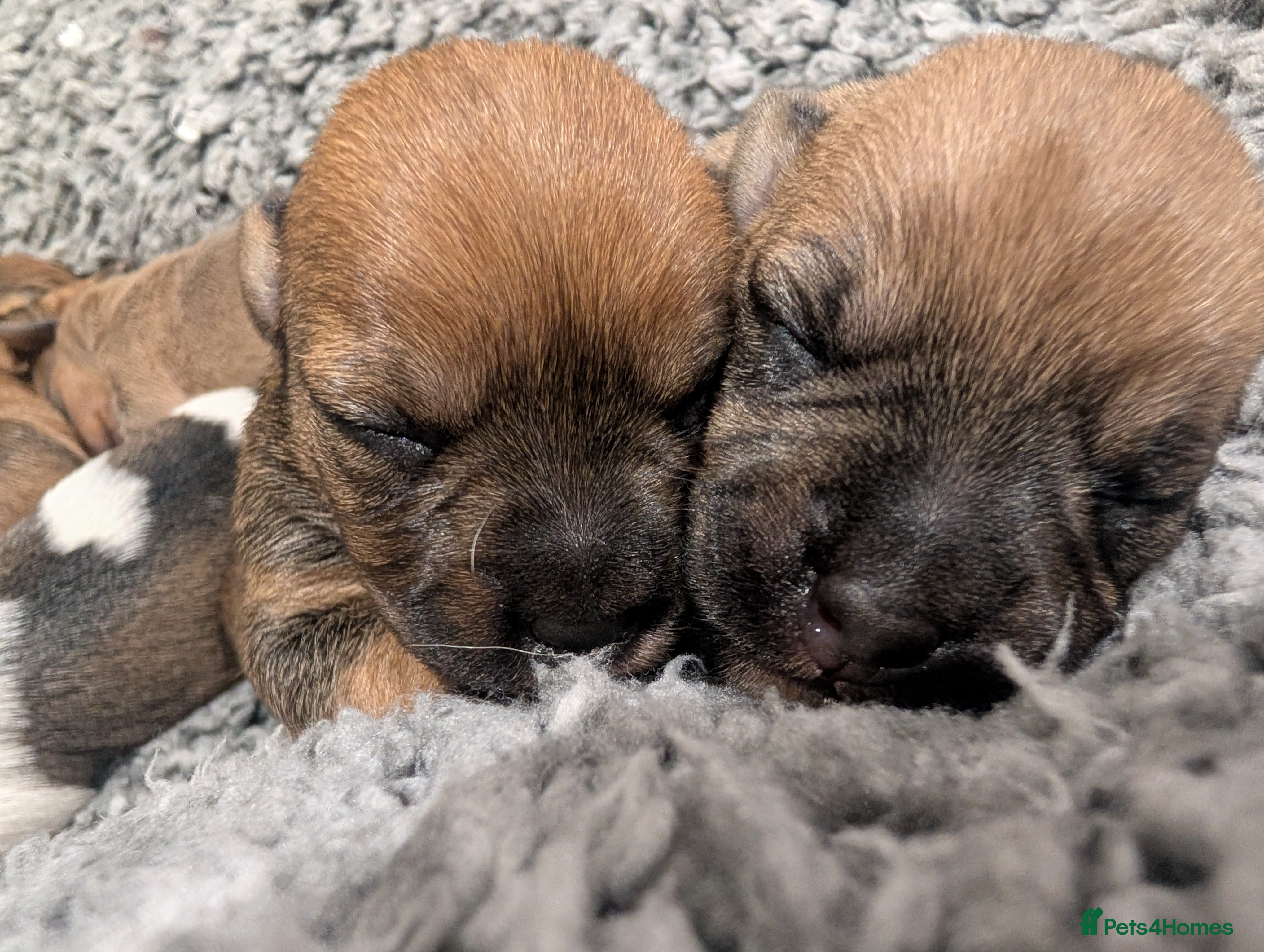 Mixed Breed dogs Beautiful Shihtzu x Cairn Terrier/Sausage x JRT - Advert 1